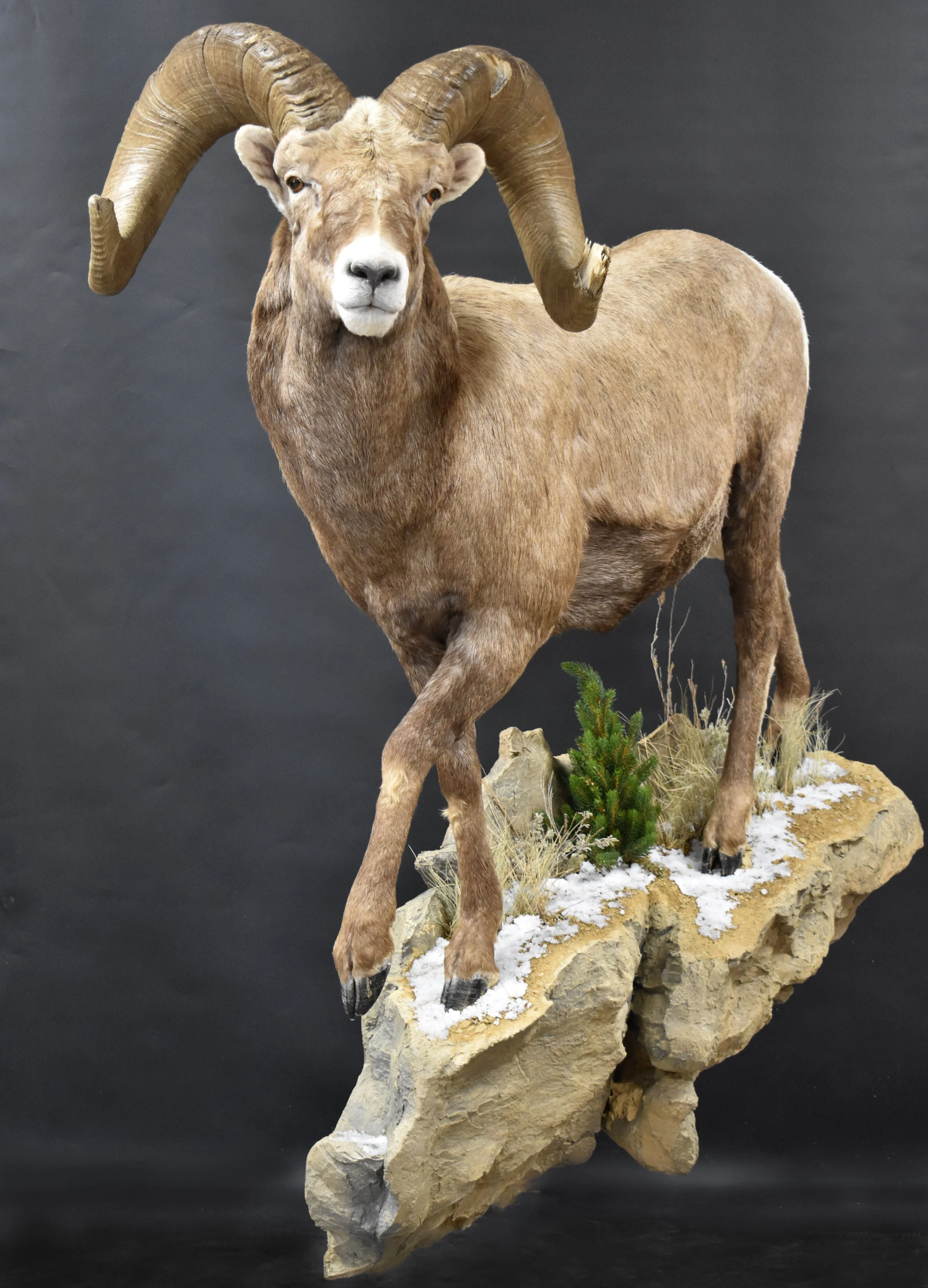 Wild Sheep — Big Cat Taxidermy
